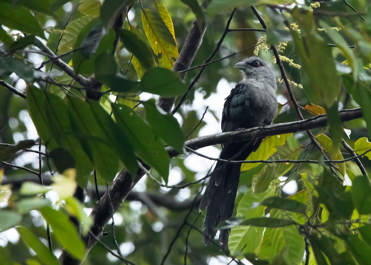 Black-bellied Malkoha - Ayuwat Jearwattanakanok