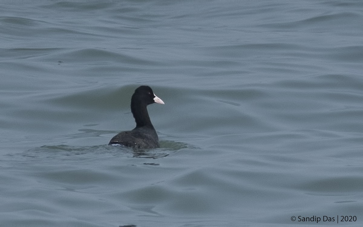 Eurasian Coot - ML460735851