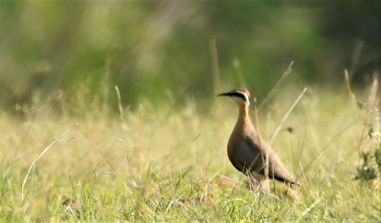 Indian Courser - ML460736031