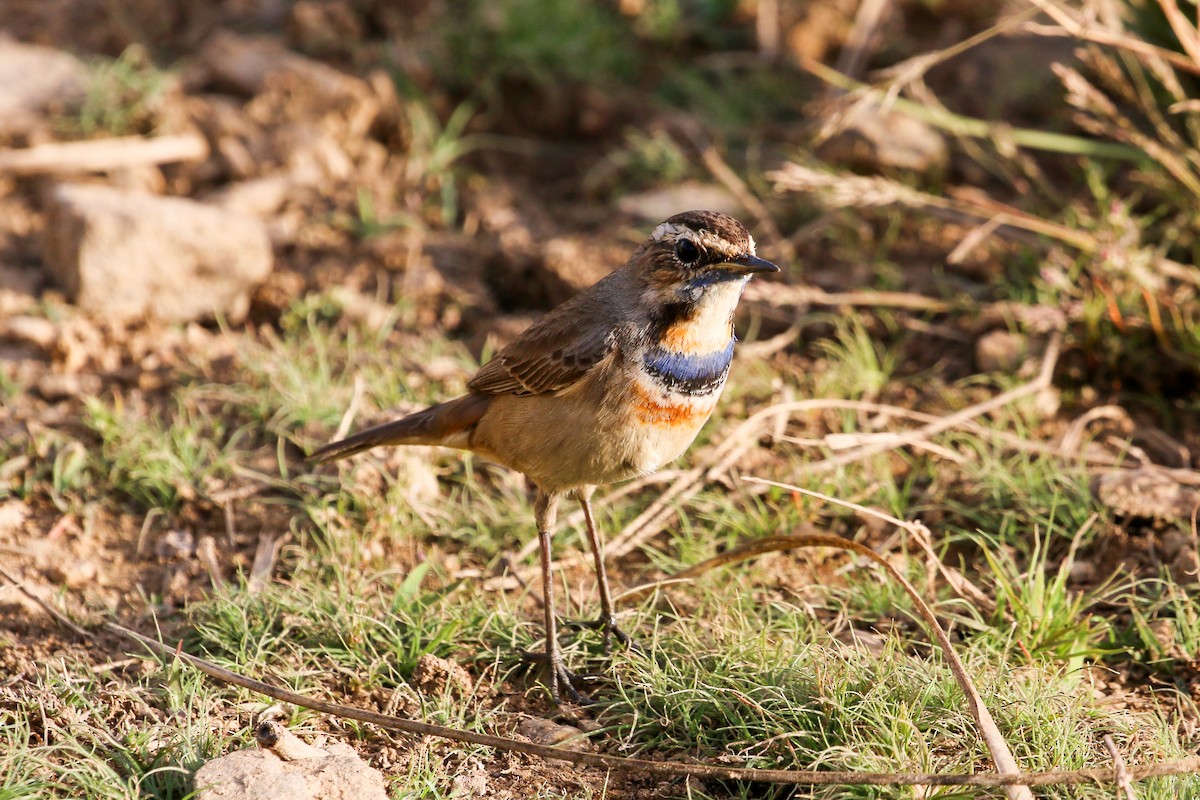 Bluethroat - ML46073611