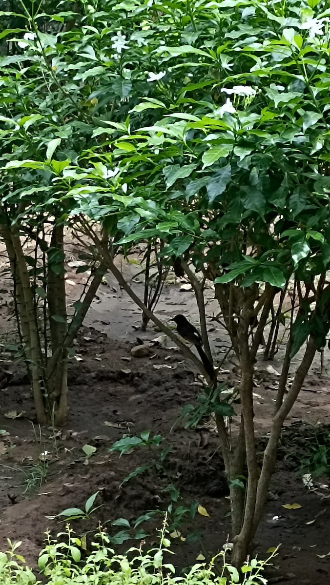 White-rumped Shama - ML460736331