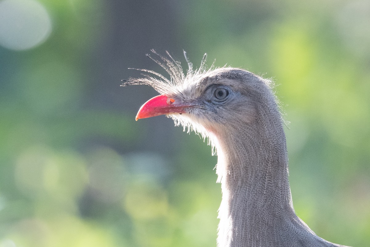 Red-legged Seriema - ML460736381