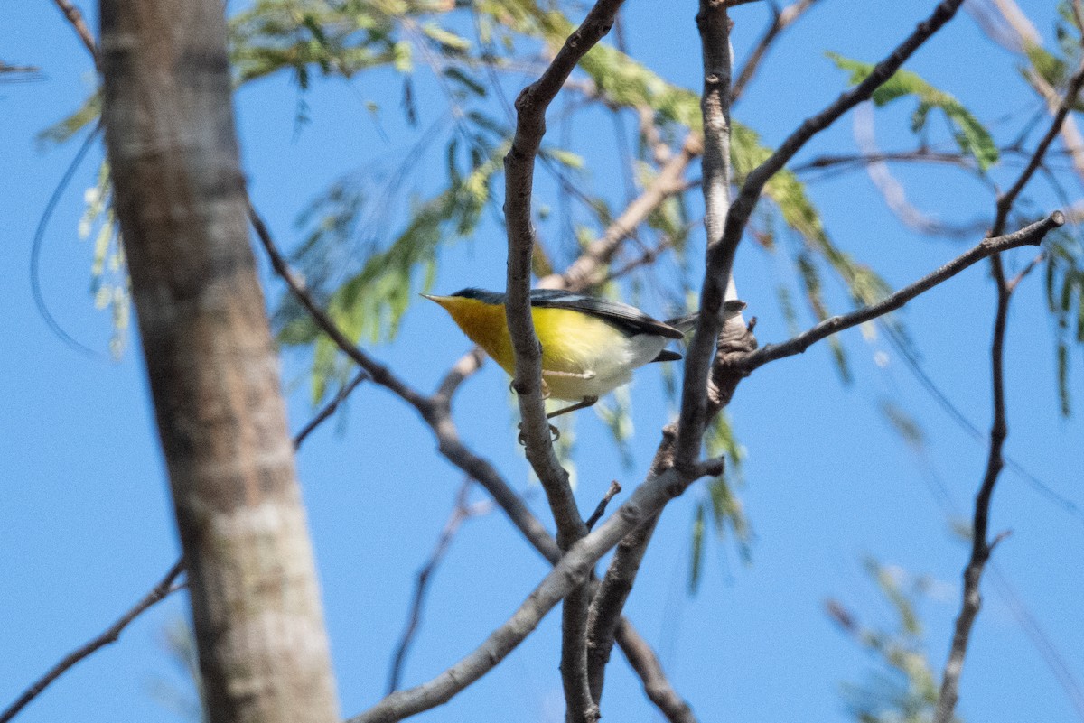 Tropical Parula - ML460736451