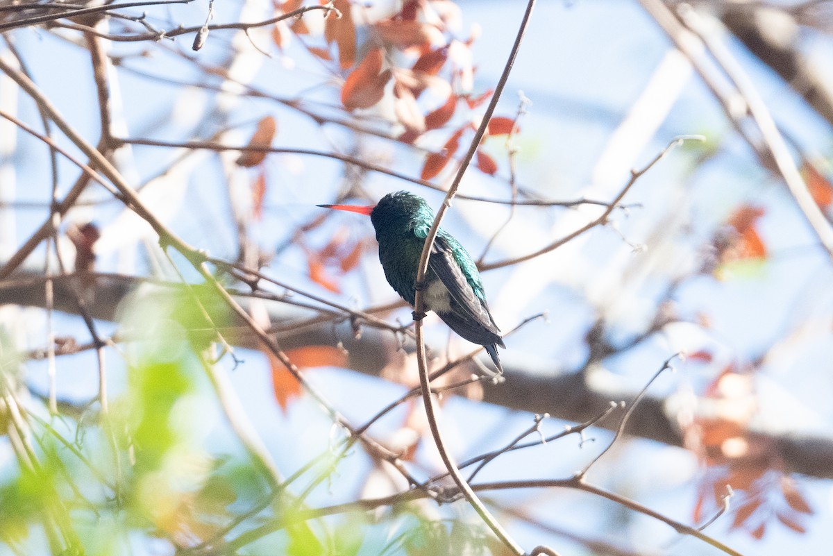 Glittering-bellied Emerald - ML460736501