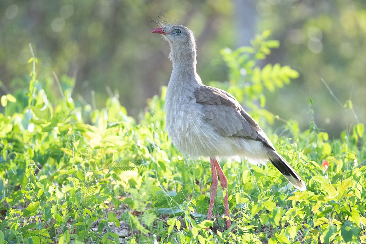 Red-legged Seriema - ML460736591