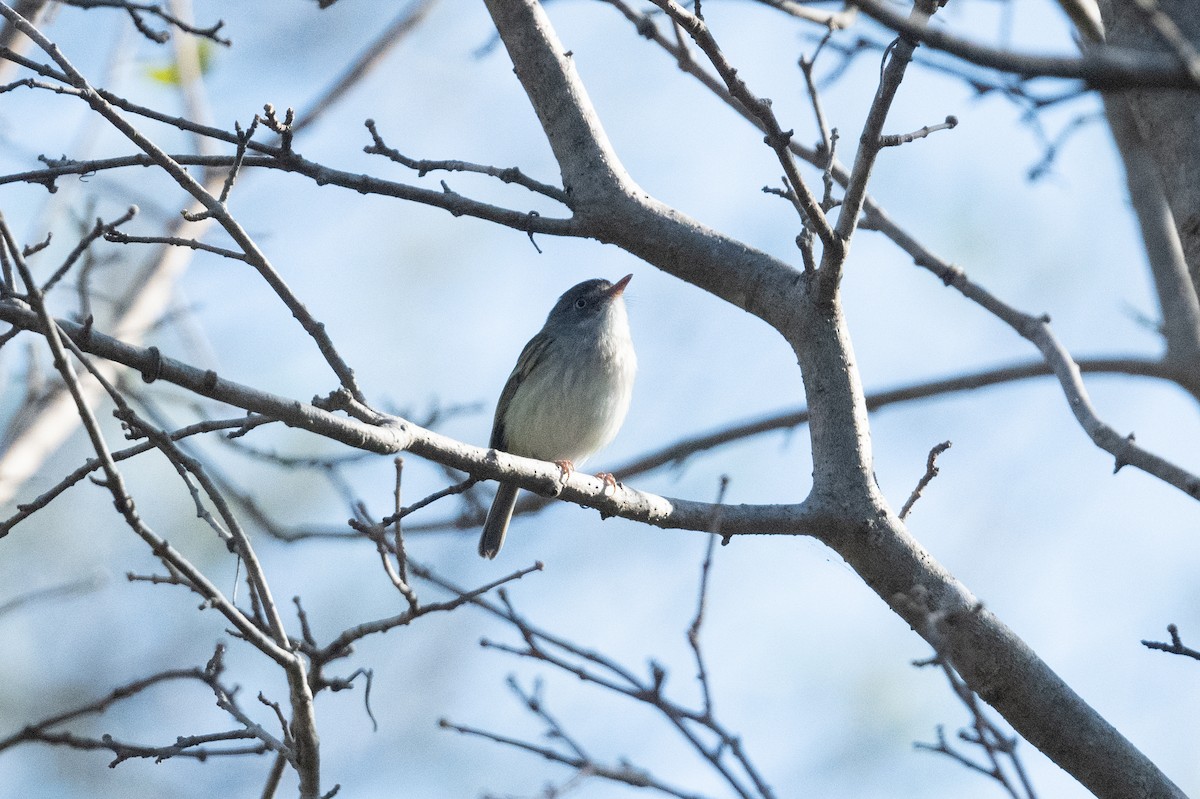 Pearly-vented Tody-Tyrant - ML460737251