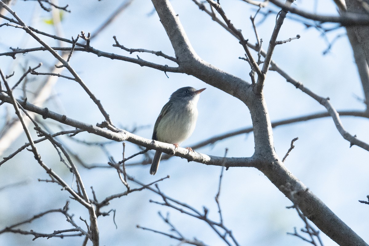 Pearly-vented Tody-Tyrant - ML460737311