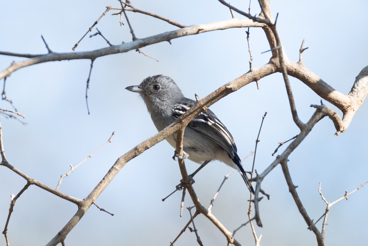 Bolivian Slaty-Antshrike - ML460737431