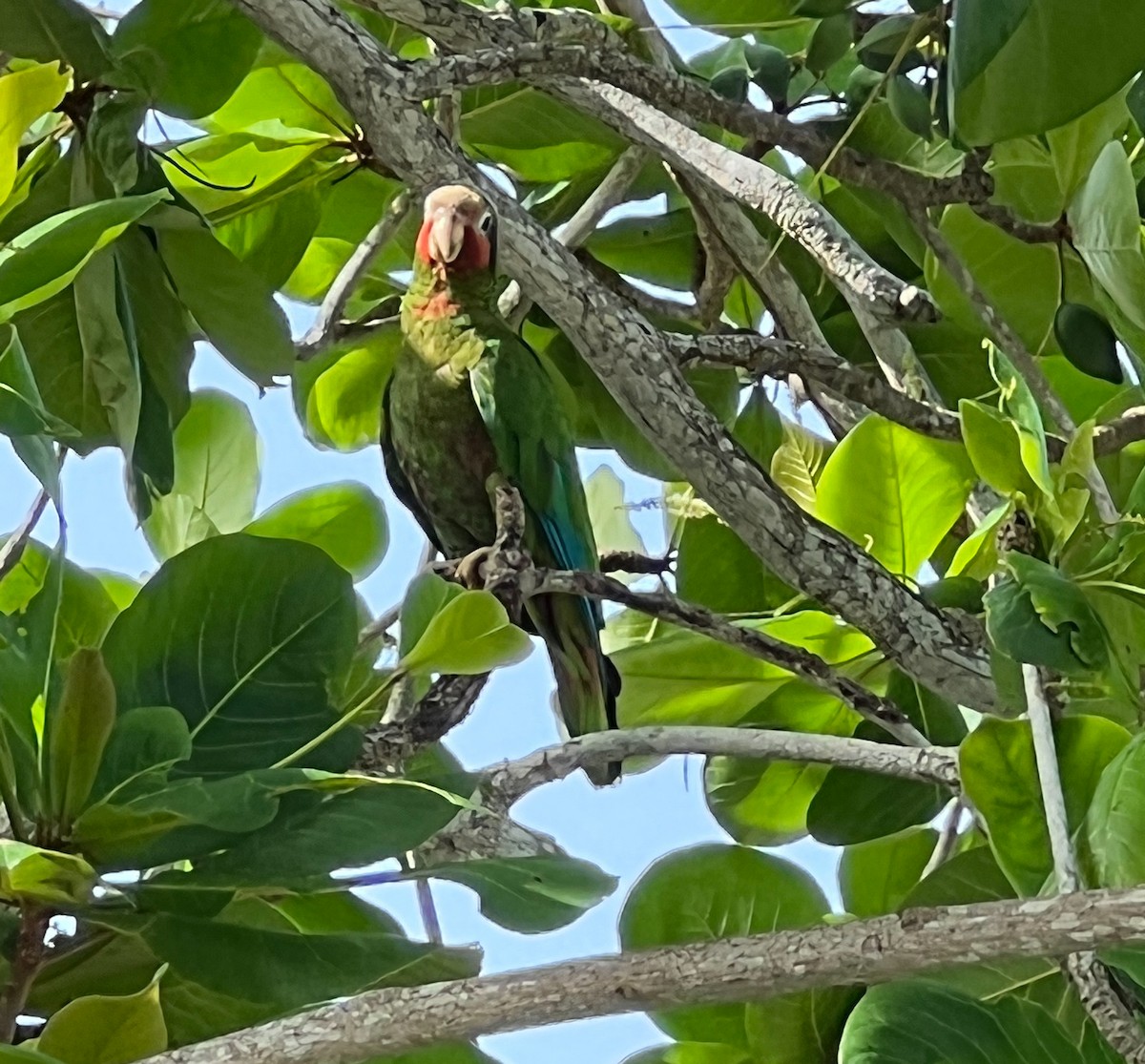 サクラボウシインコ - ML460737751