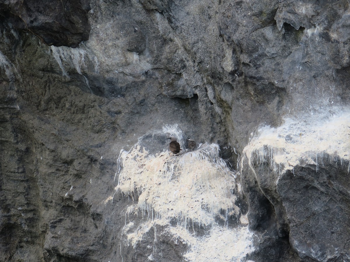 Nodi handia - ML460738161