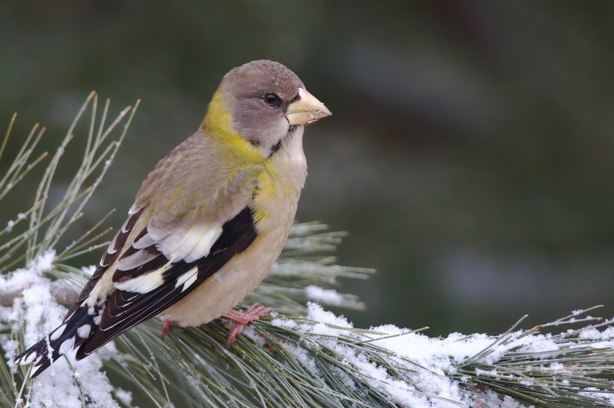 Evening Grosbeak - Amanda Guercio