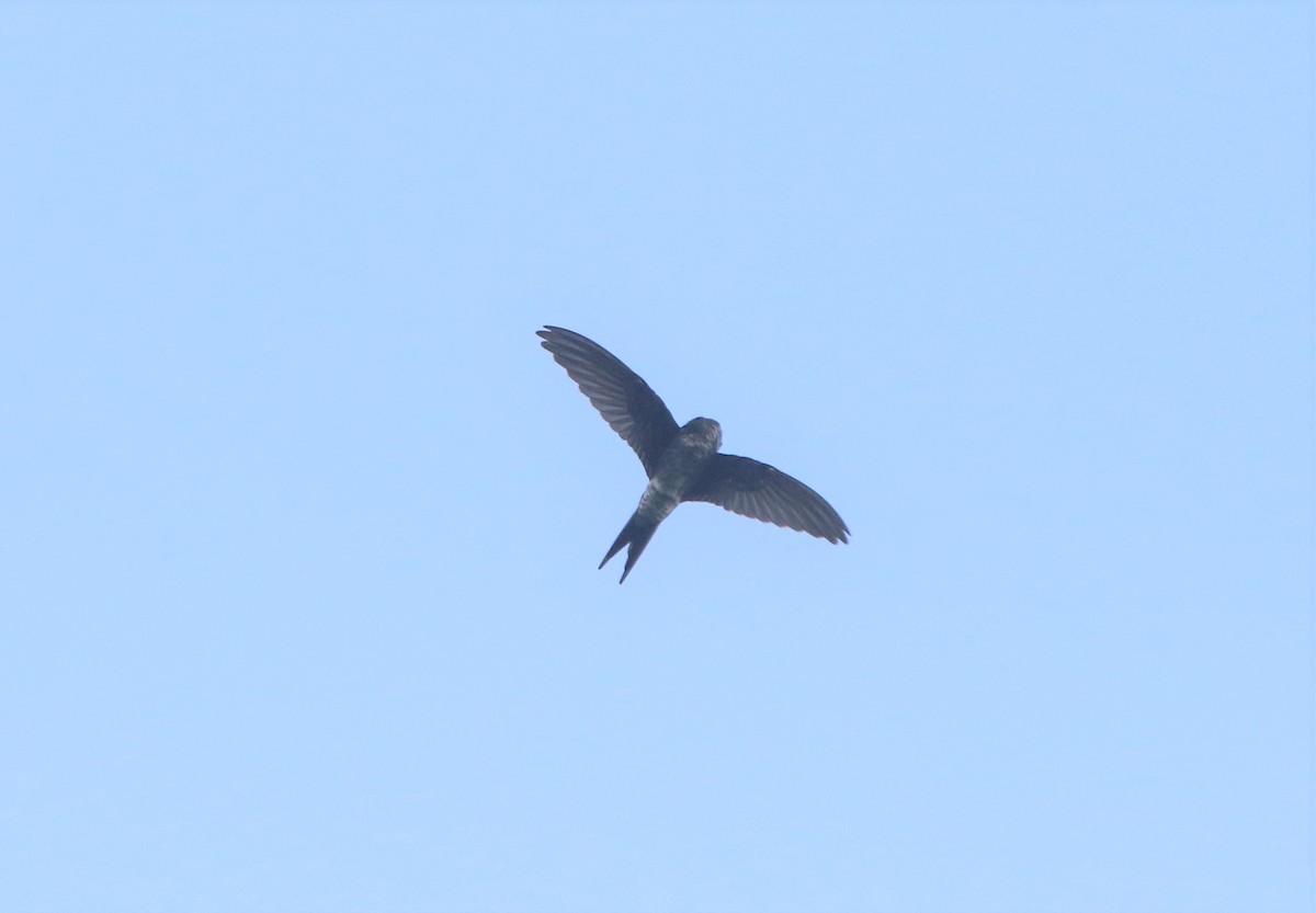 Asian Palm Swift - ML460738281