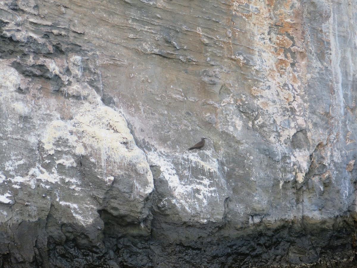 Nodi handia - ML460738511