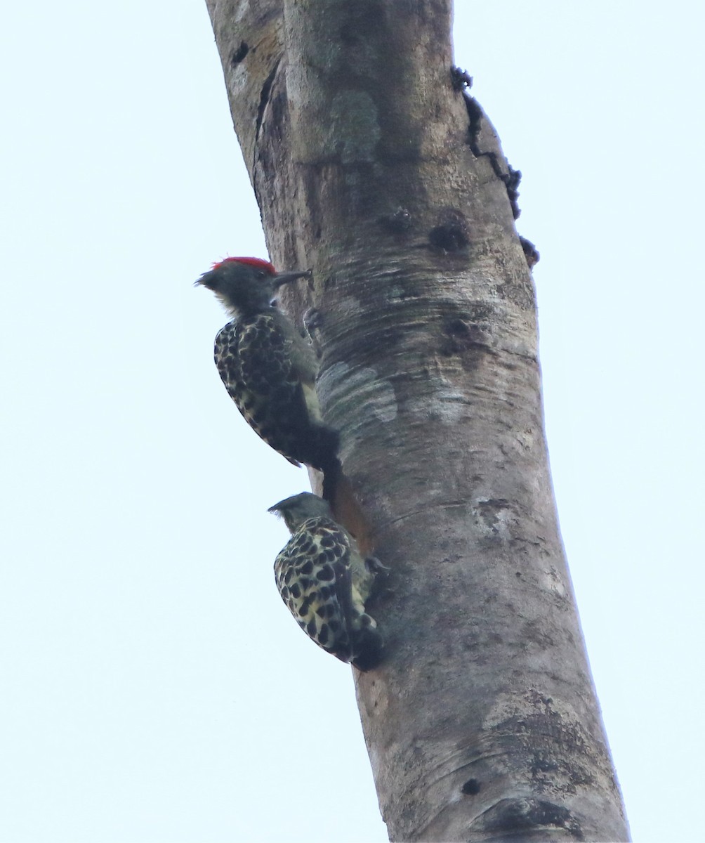 Gray-and-buff Woodpecker - ML460738601