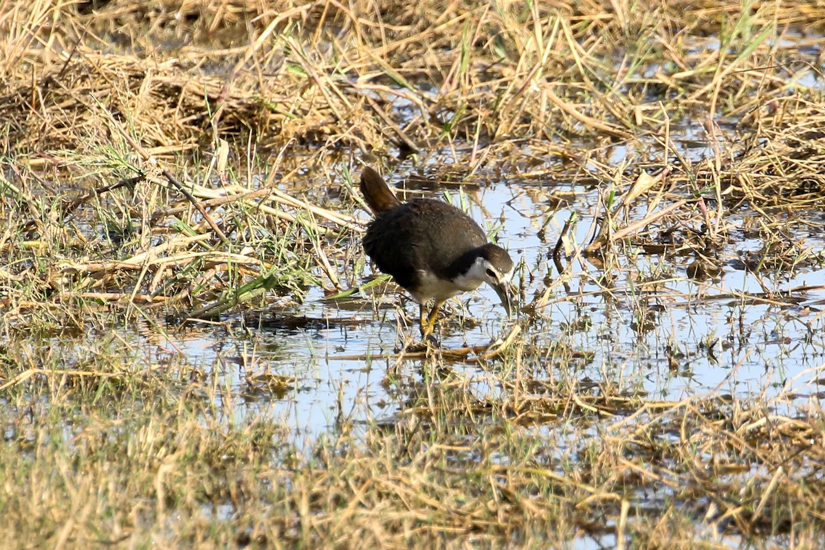 White-breasted Waterhen - Michael Weaver