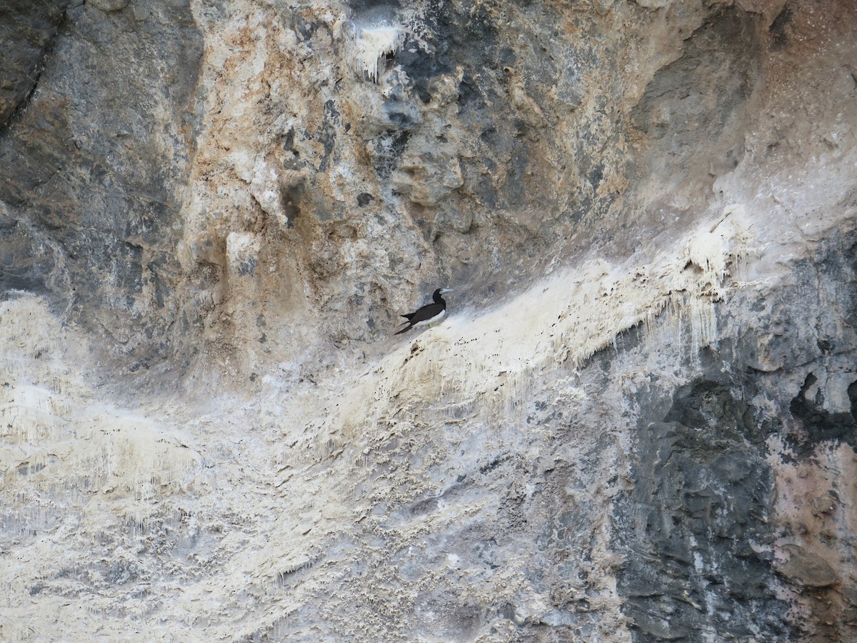 Zanga iluna - ML460739161