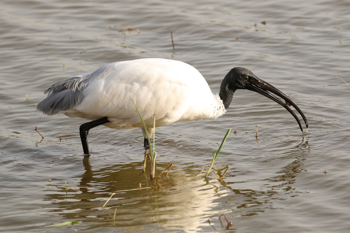 Black-headed Ibis - ML46073961