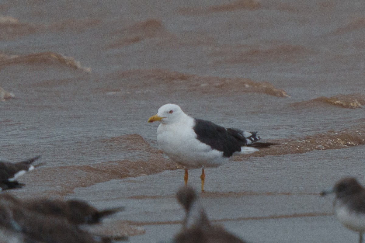 Lesser Black-backed Gull - ML460741301