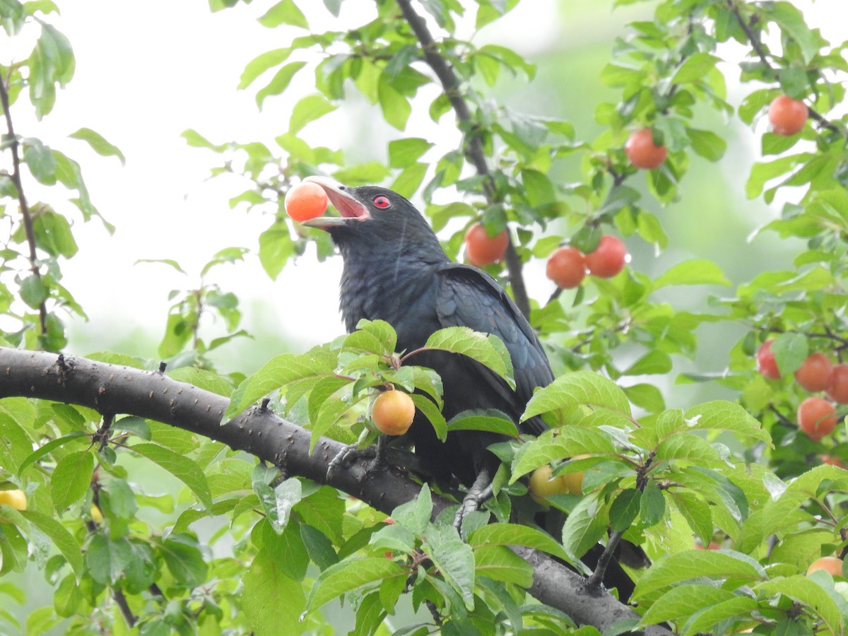 Asian Koel - Sheikh Riyaz