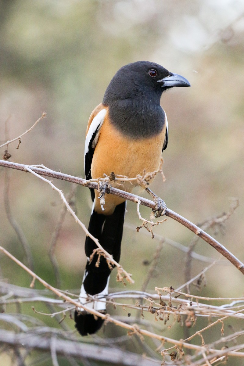 Rufous Treepie - Michael Weaver