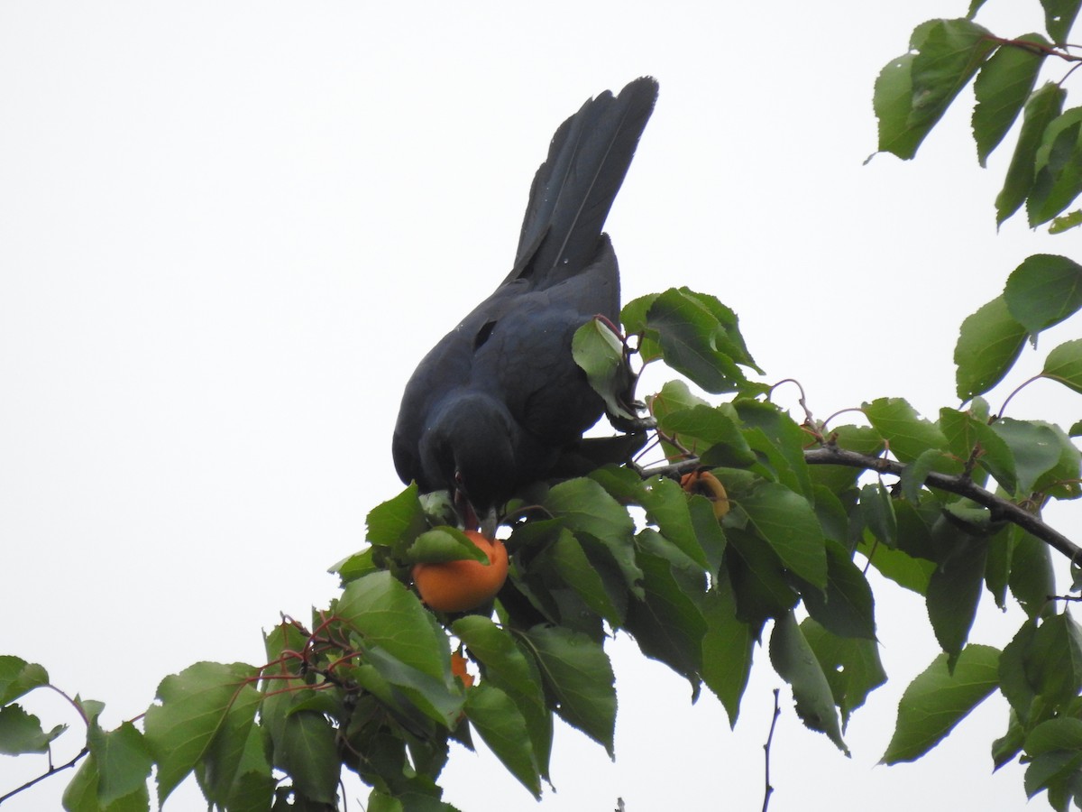 Asian Koel - ML460741871