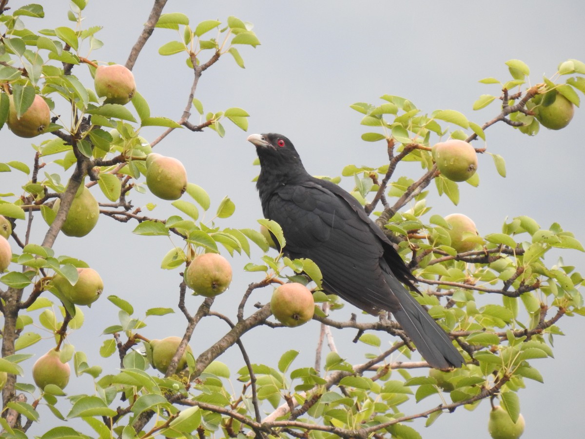 Koel Occidental - ML460741951