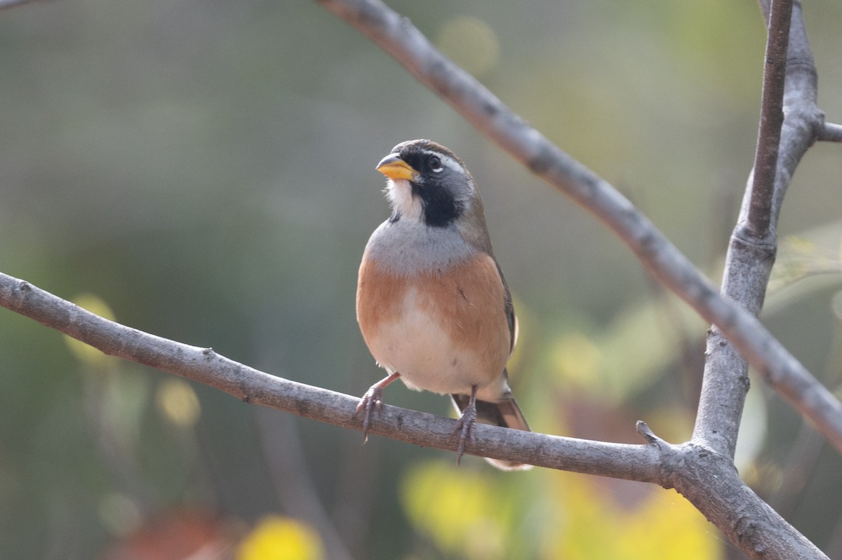 Many-colored Chaco Finch - ML460742401