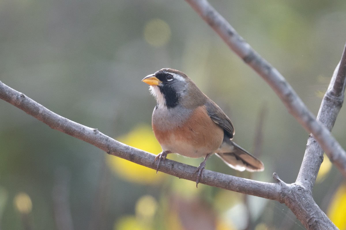Many-colored Chaco Finch - ML460742411