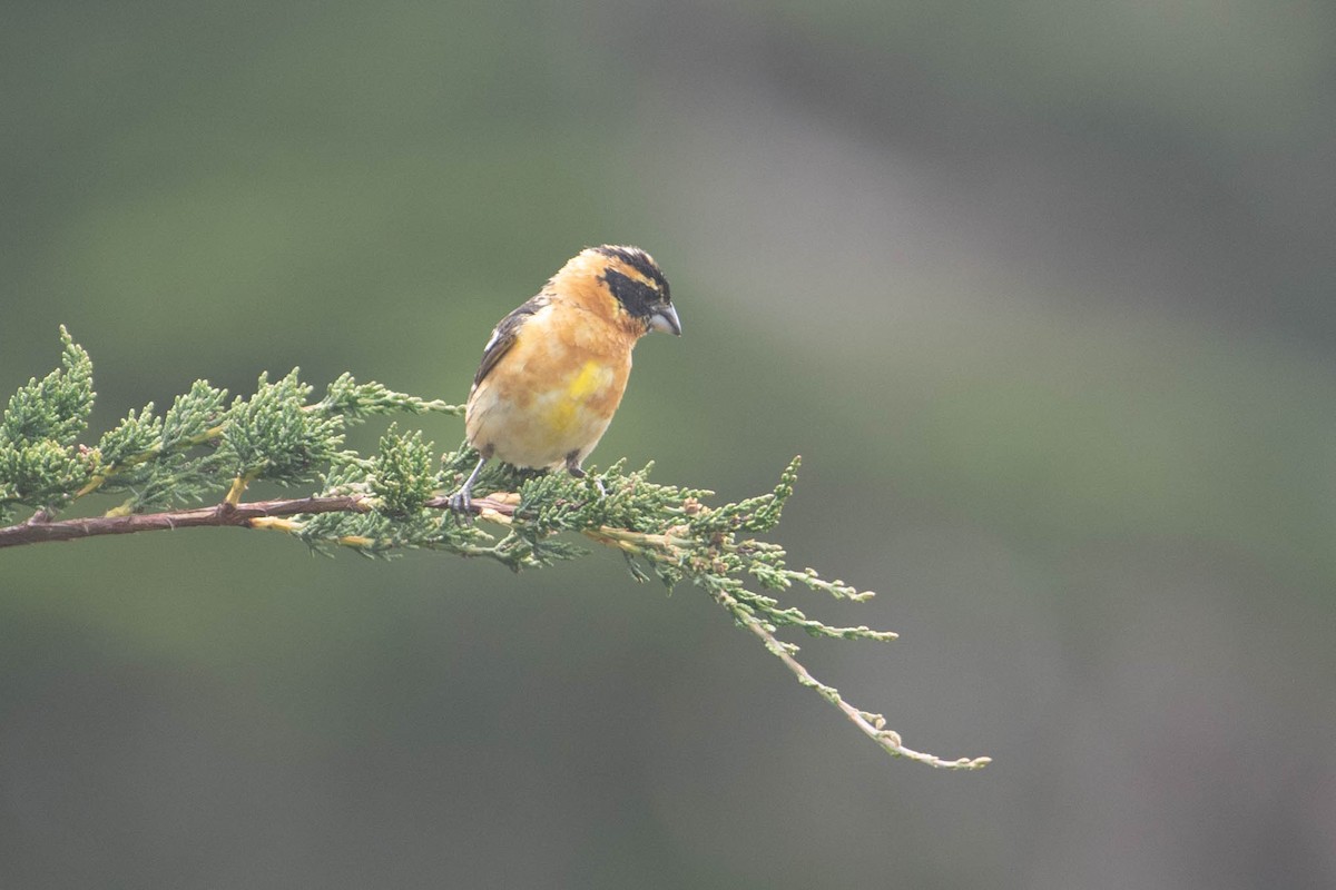 Black-headed Grosbeak - ML460742681