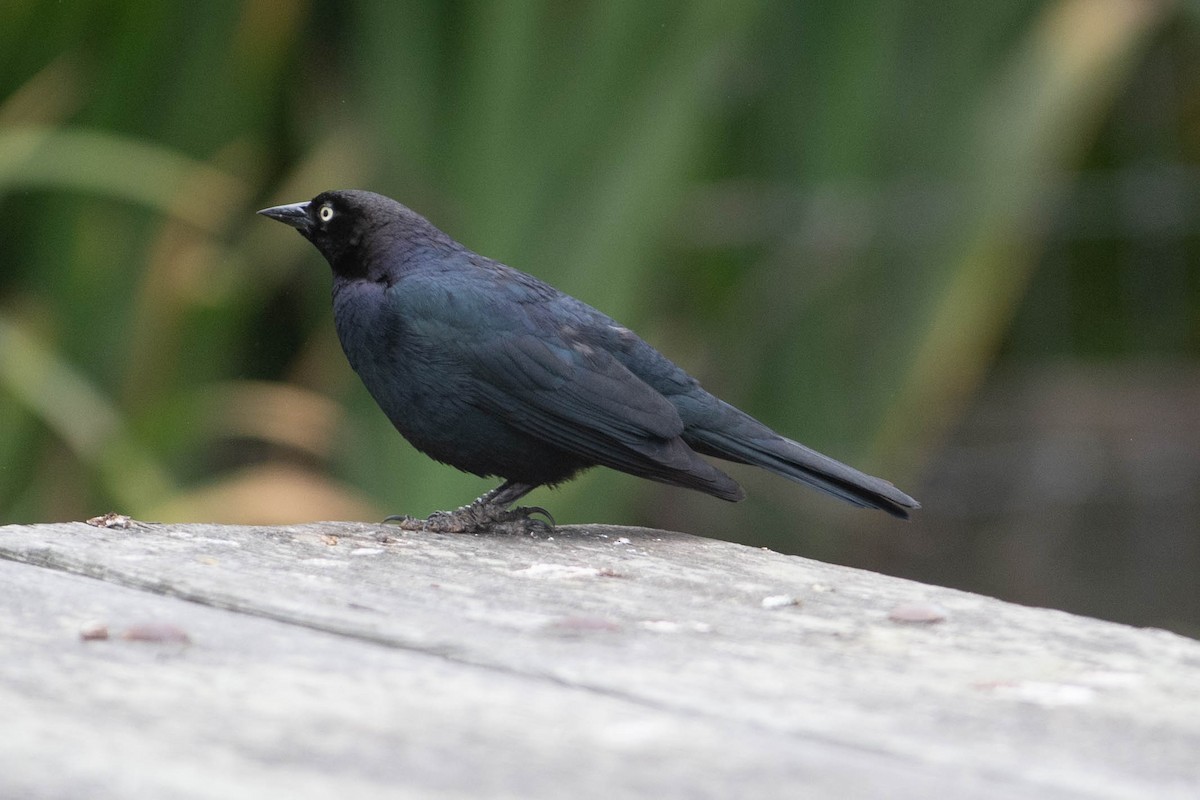 Brewer's Blackbird - ML460742711