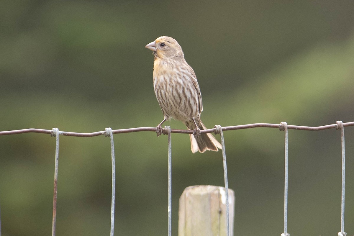 House Finch - ML460742731