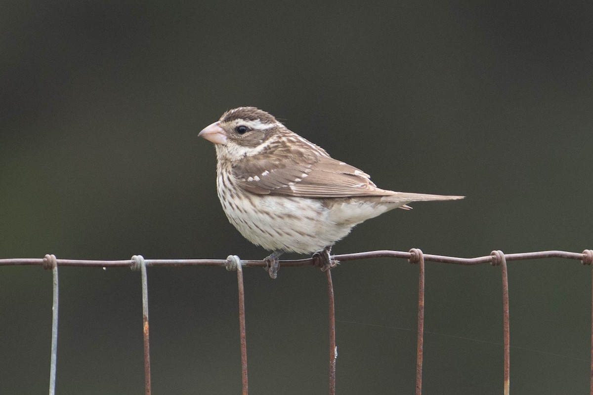 Rose-breasted Grosbeak - ML460742751