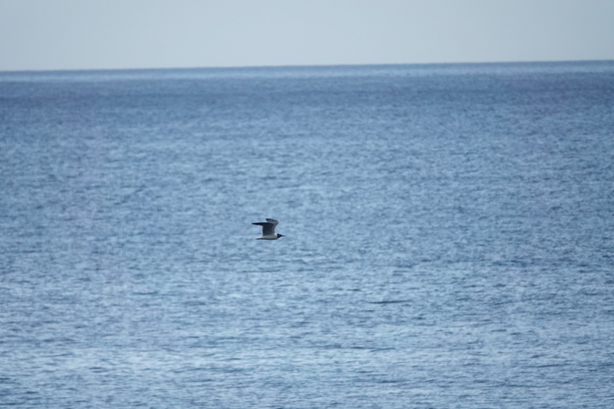 Gaviota Guanaguanare - ML460743901