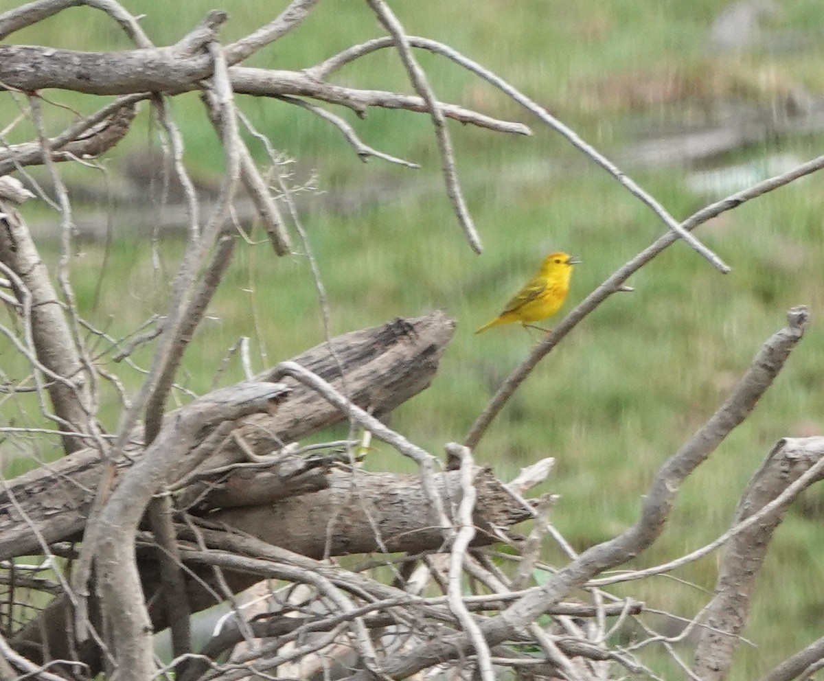 Yellow Warbler - ML460744861