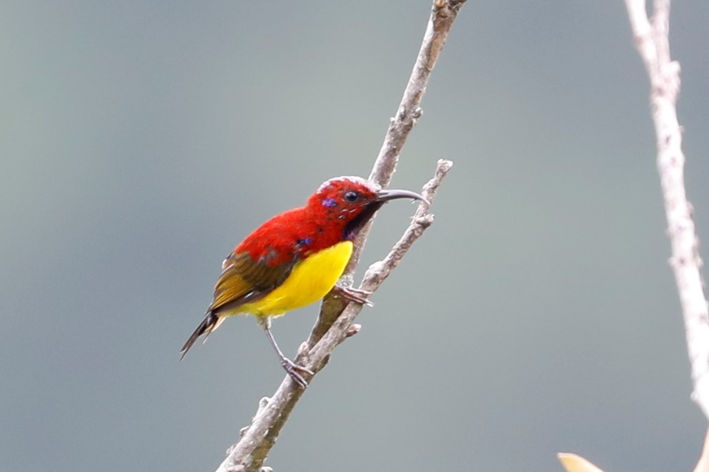 Mrs. Gould's Sunbird (Purple-rumped) - ML460746721