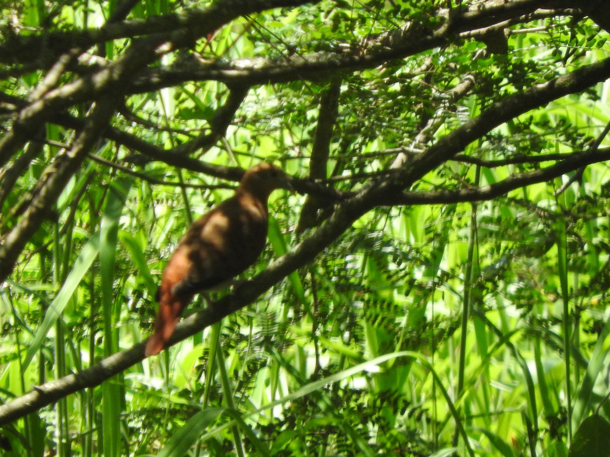 Maroon-chested Ground Dove - ML460746921