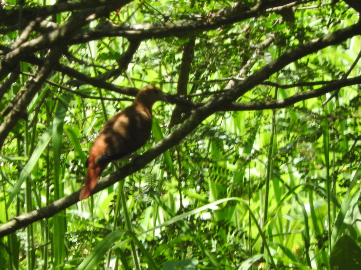 Maroon-chested Ground Dove - ML460746941