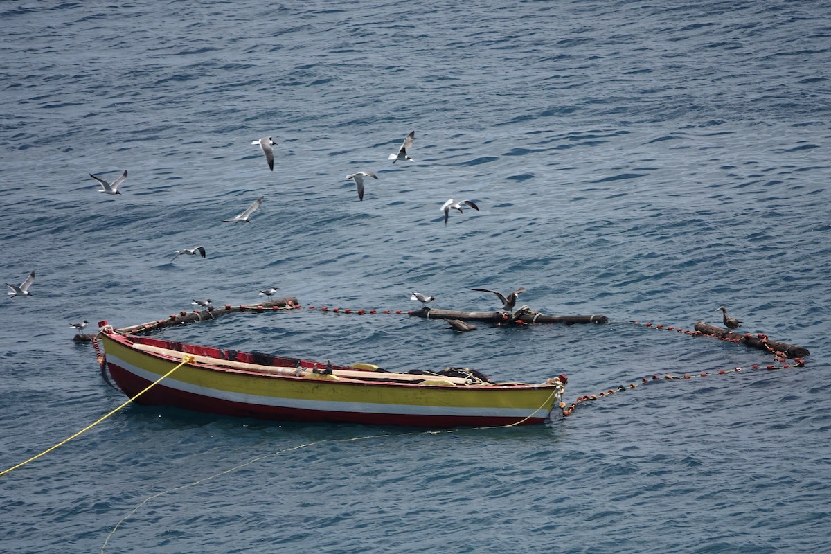 Gaviota Guanaguanare - ML460749431