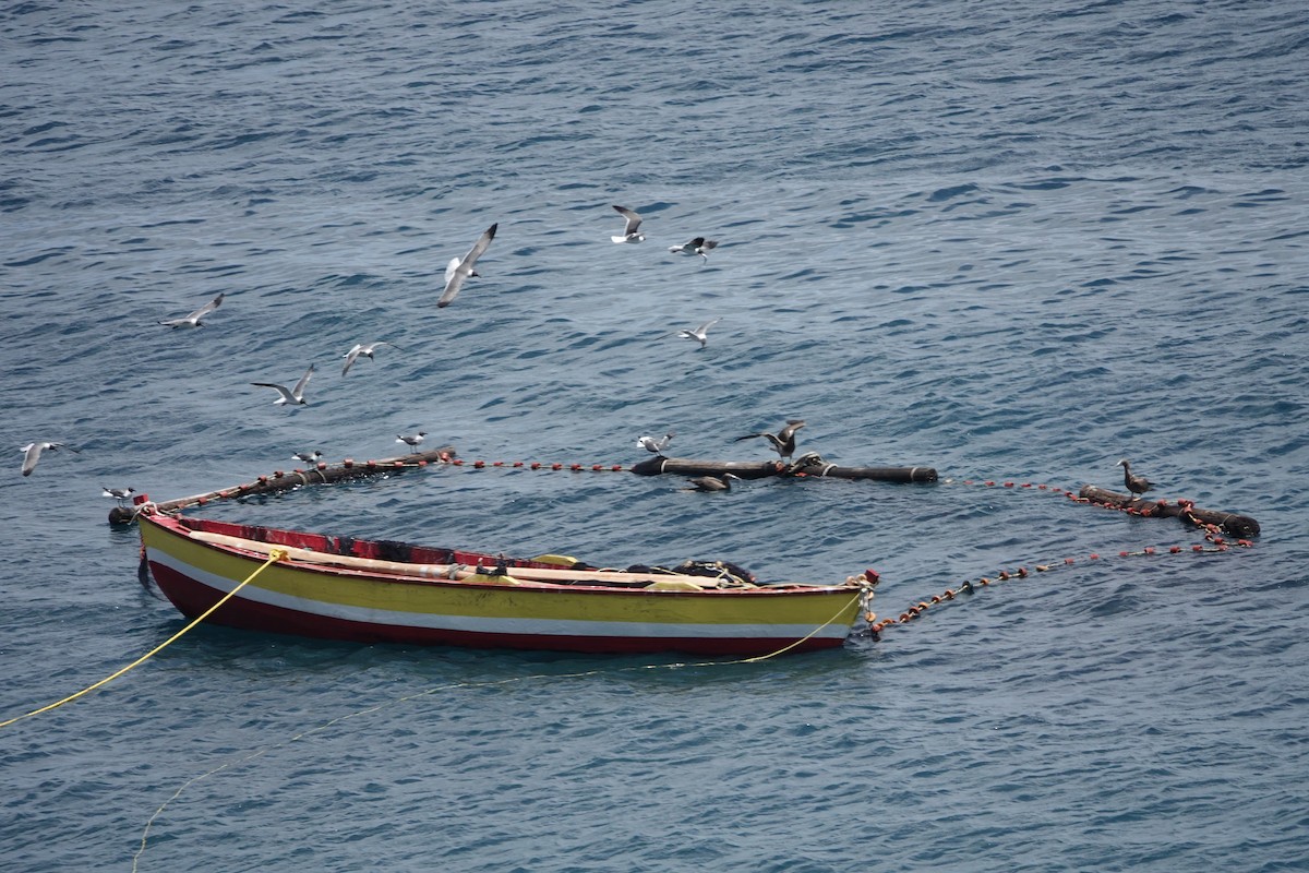 Gaviota Guanaguanare - ML460749671