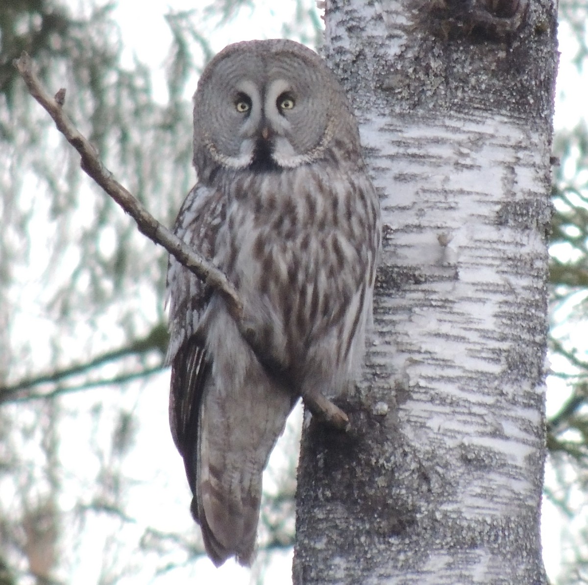 Great Gray Owl (Lapland) - Mark Easterbrook