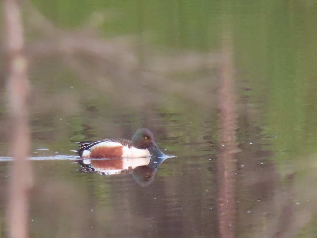 Northern Shoveler - ML460751101