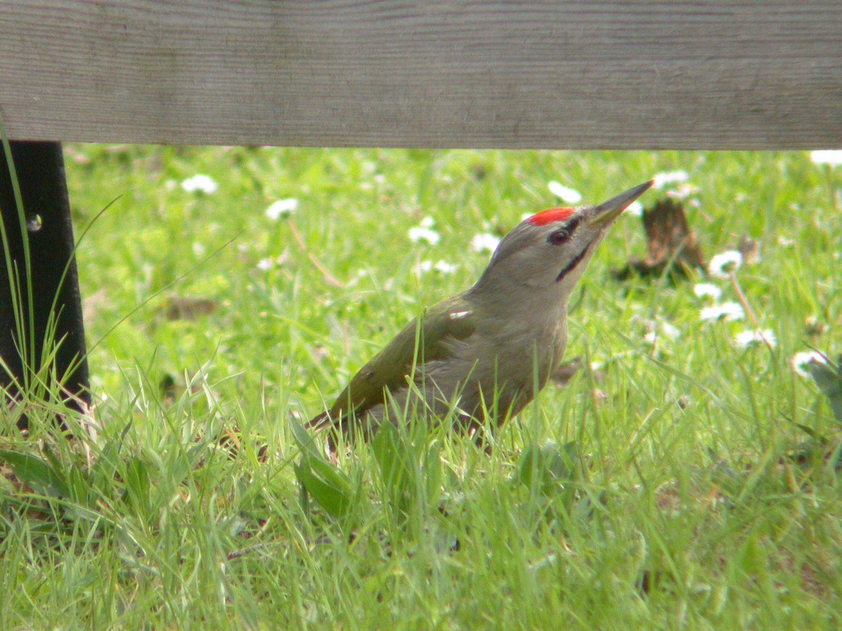 Gray-headed Woodpecker - ML460751251