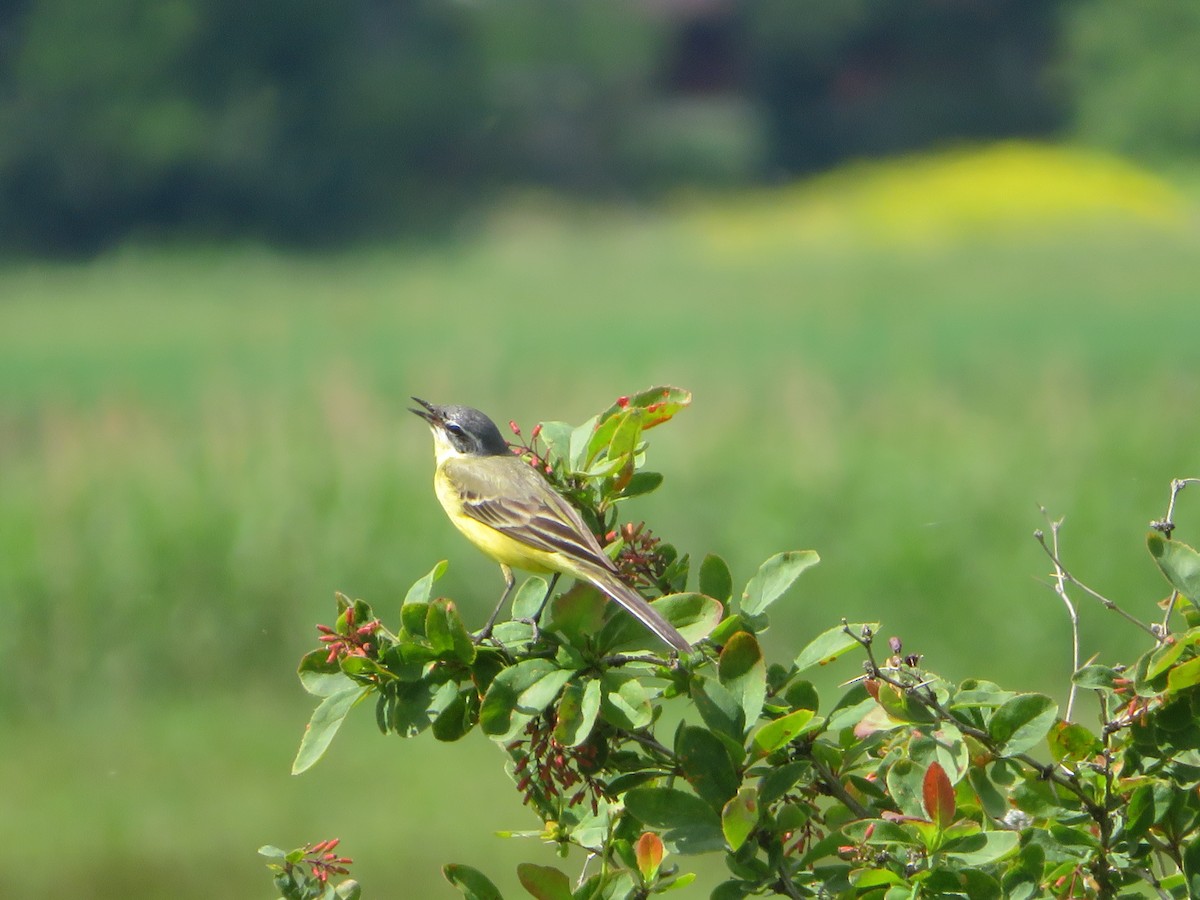 Western Yellow Wagtail - ML460751541