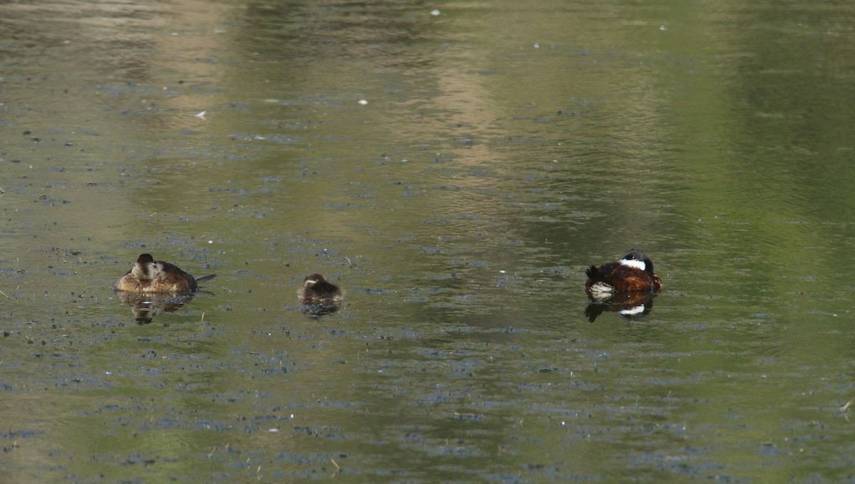 Ruddy Duck - ML460751631