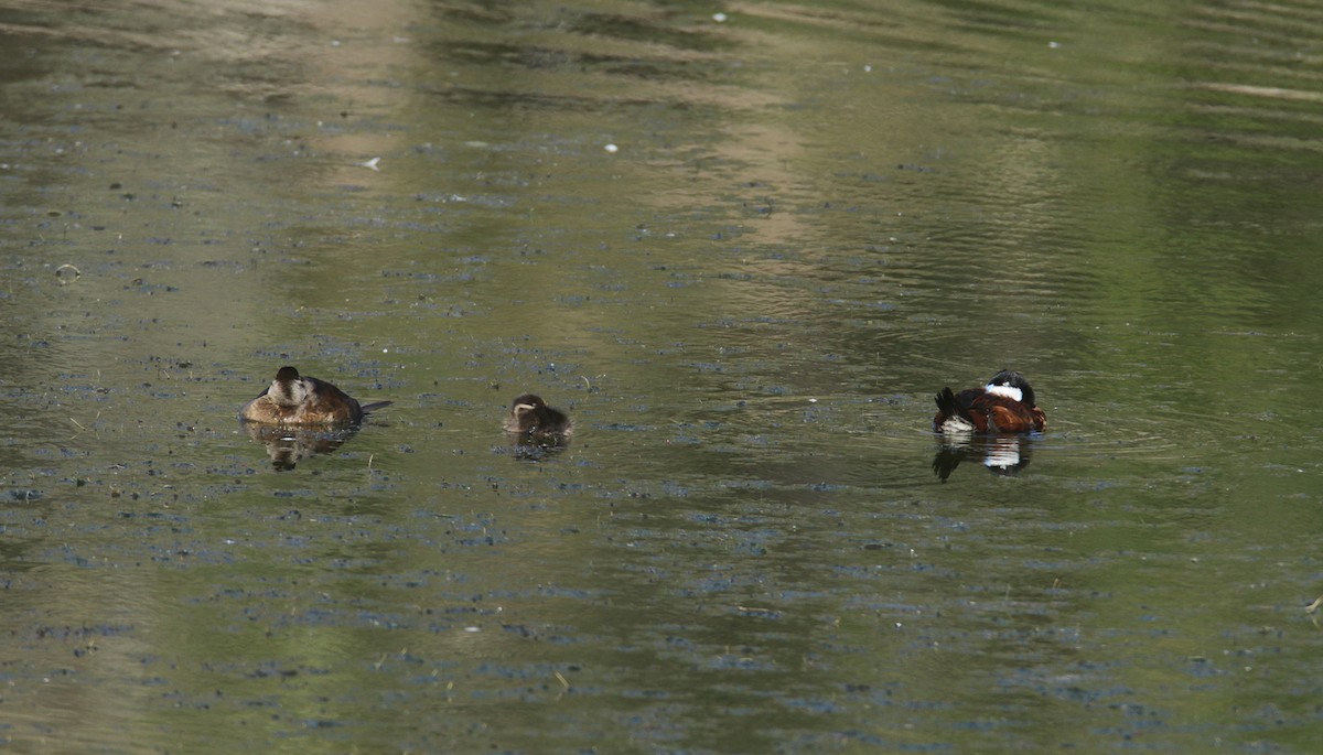 Ruddy Duck - ML460751641