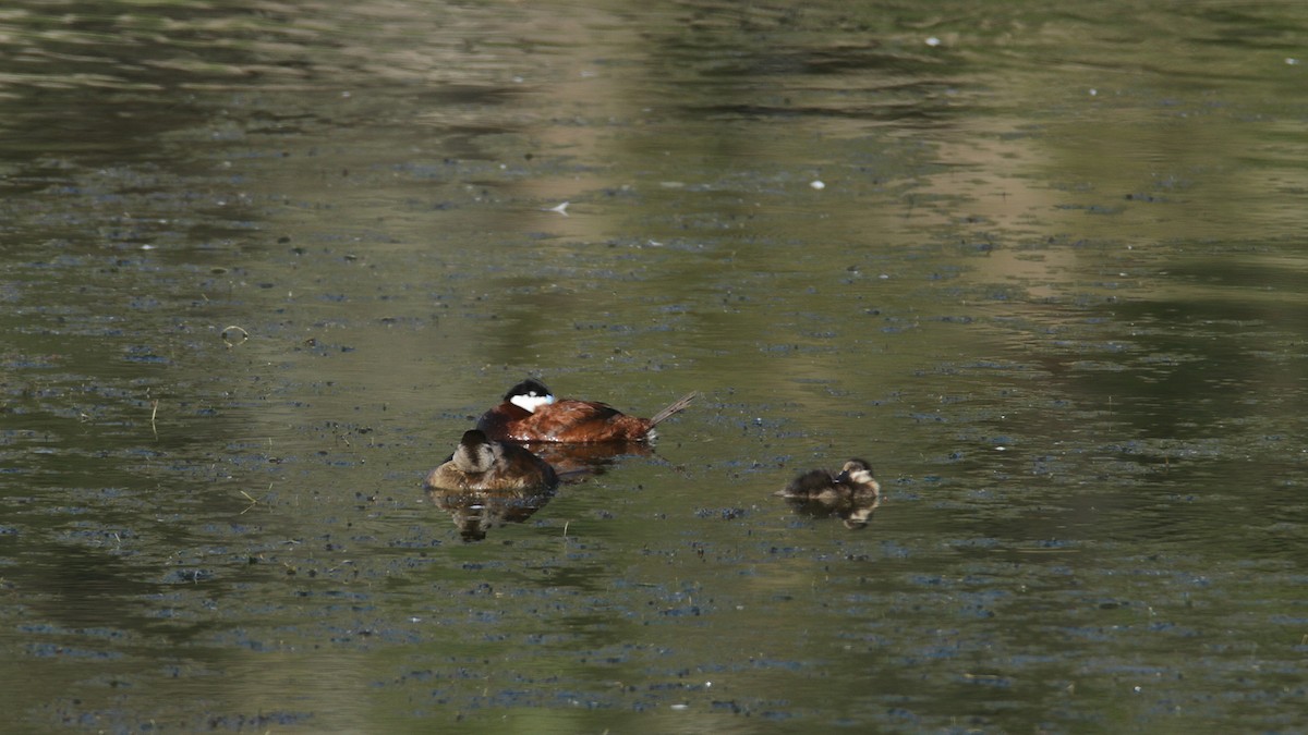 Ruddy Duck - ML460751661