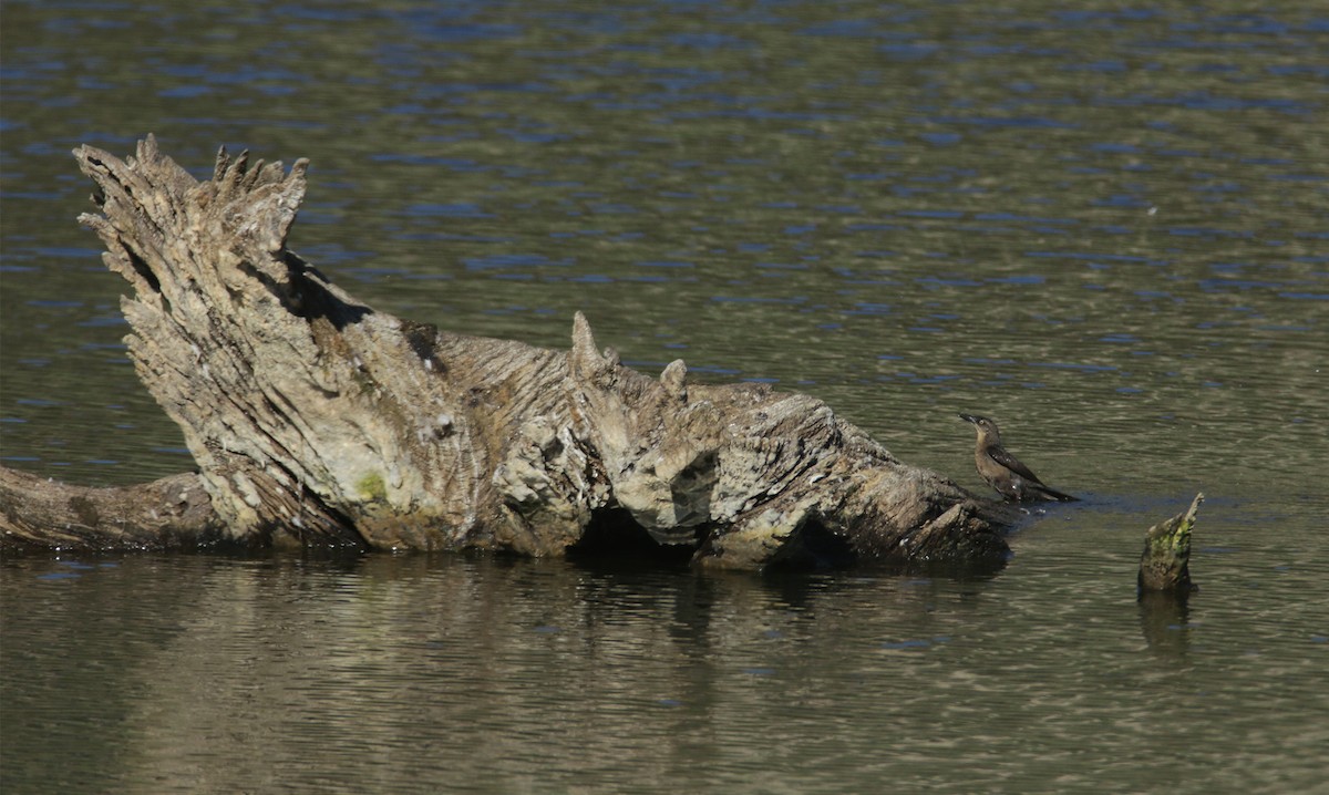 storhaletrupial (graysoni gr.) - ML460751711