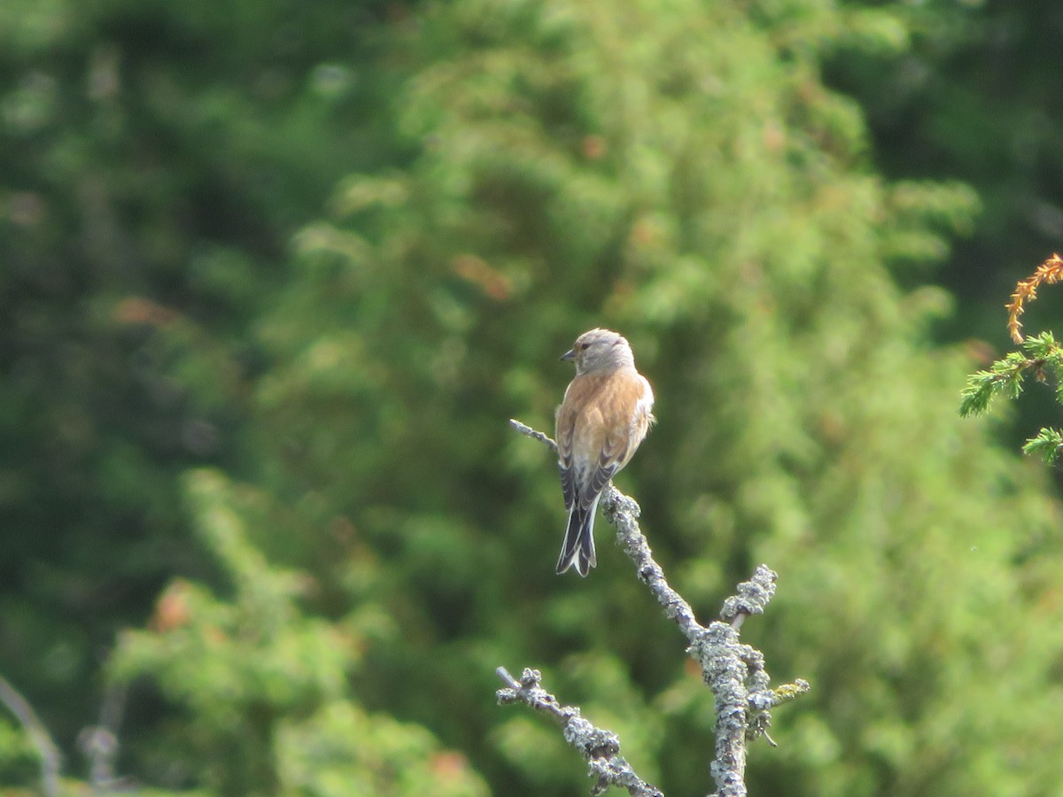 Eurasian Linnet - Jocce Ekström