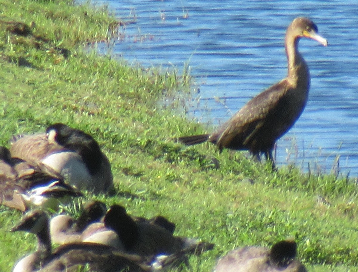 Double-crested Cormorant - A J