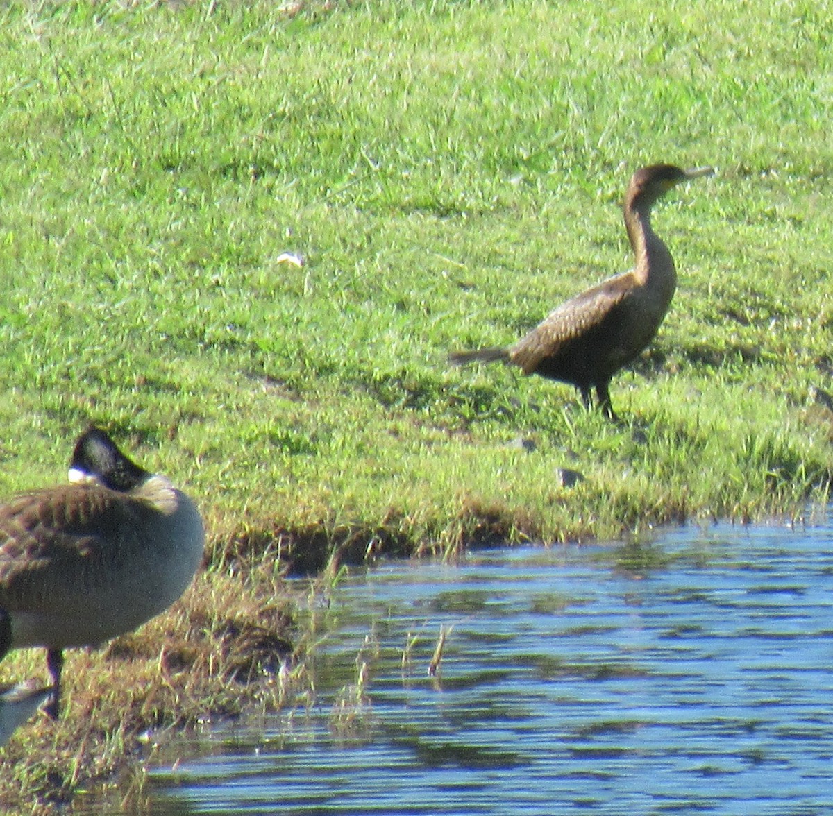 Double-crested Cormorant - ML460752181